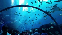 Джорджия — самый большой аквариум в мире