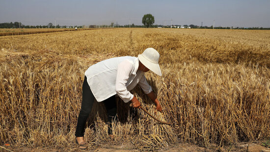 Крупнейшие страны-производители пшеницы