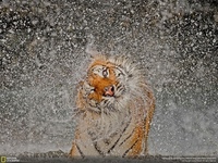 Фотоконкурс National Geographic: победители 2012 года